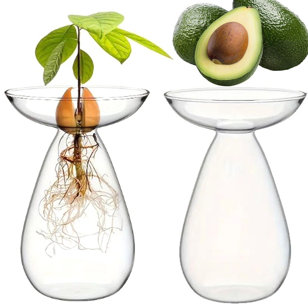 Vaso di avocado per semi di av - Propagation Station Vase recensione e prezzo